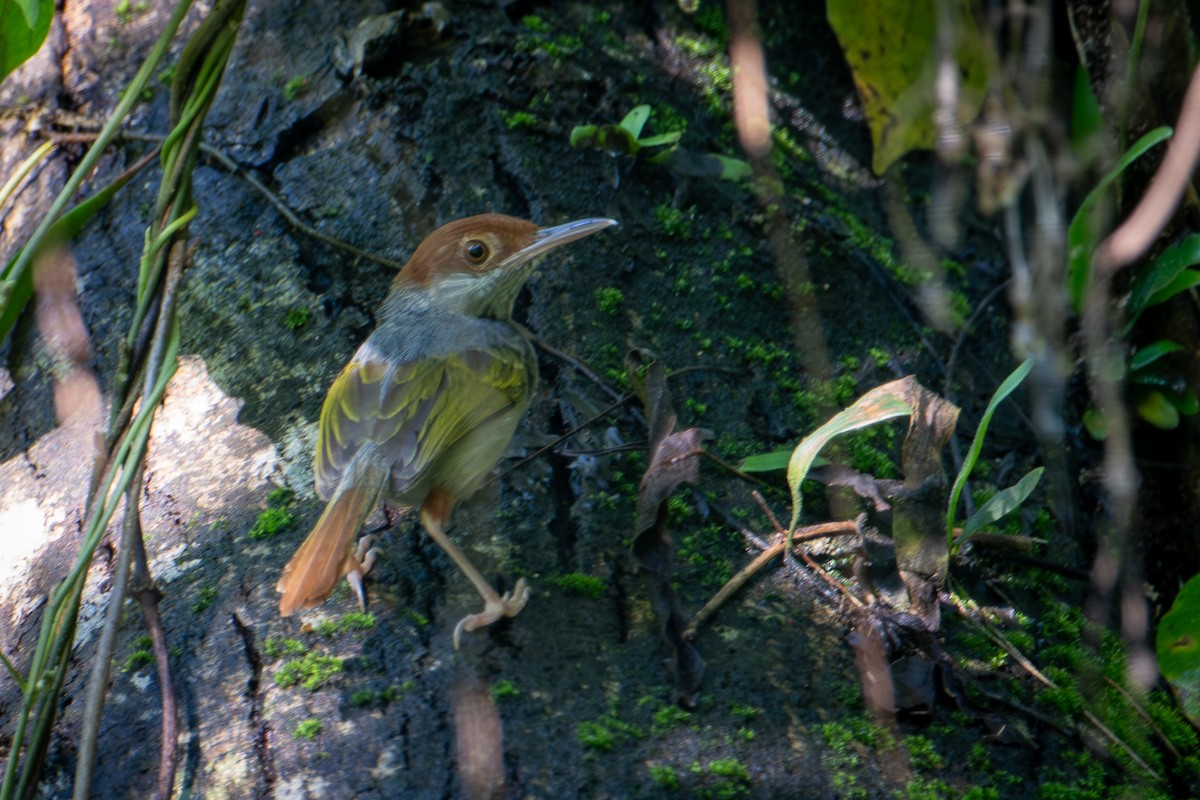 Gray-backed Tailorbird - ML622121033