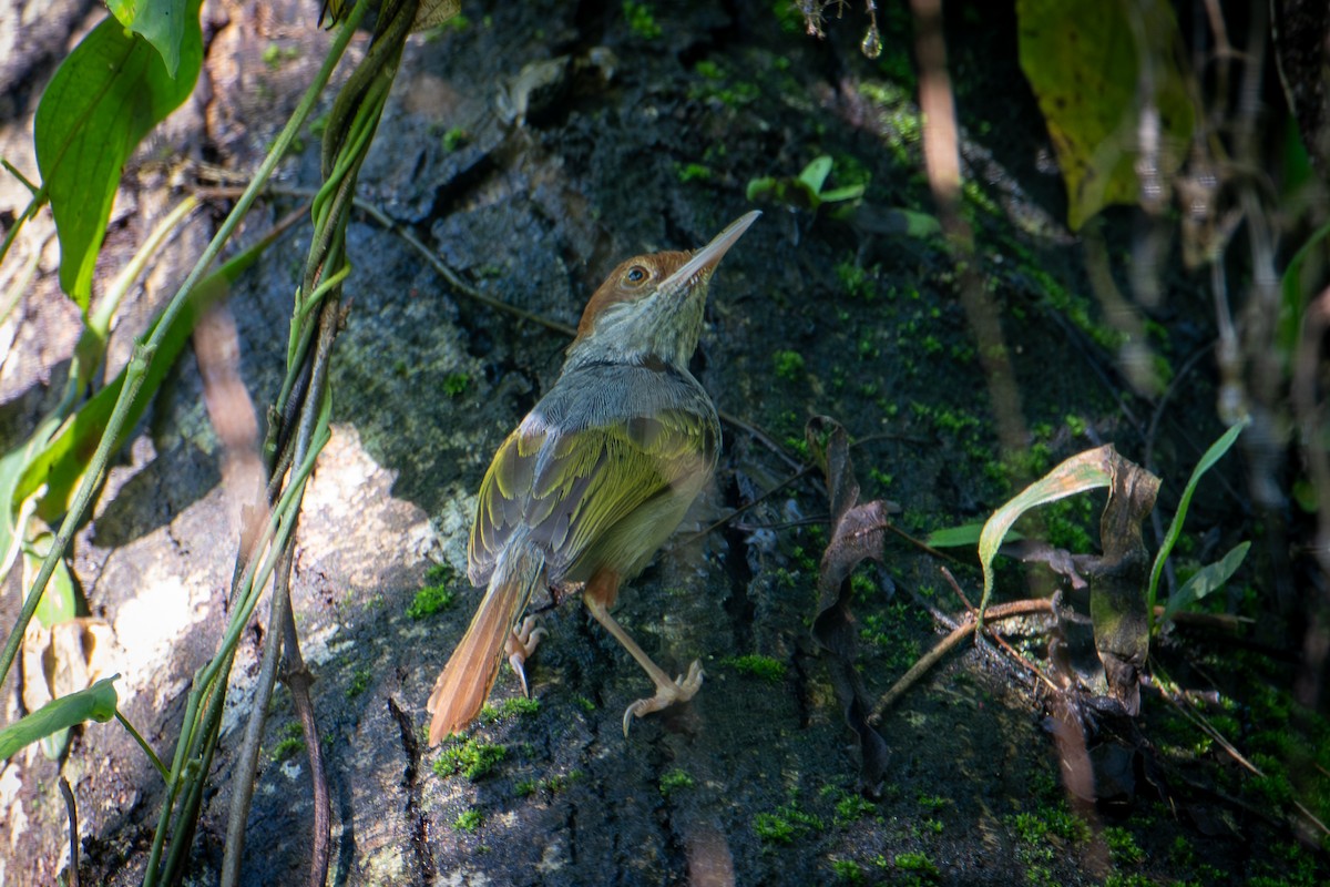 Gray-backed Tailorbird - ML622121034