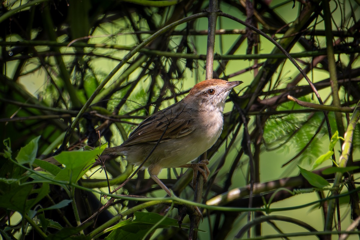 Tawny Grassbird - ML622121035