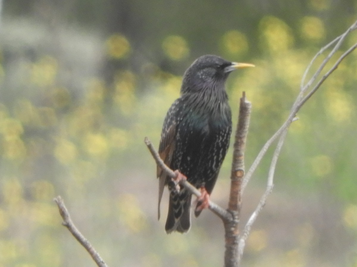 European Starling - ML622121036