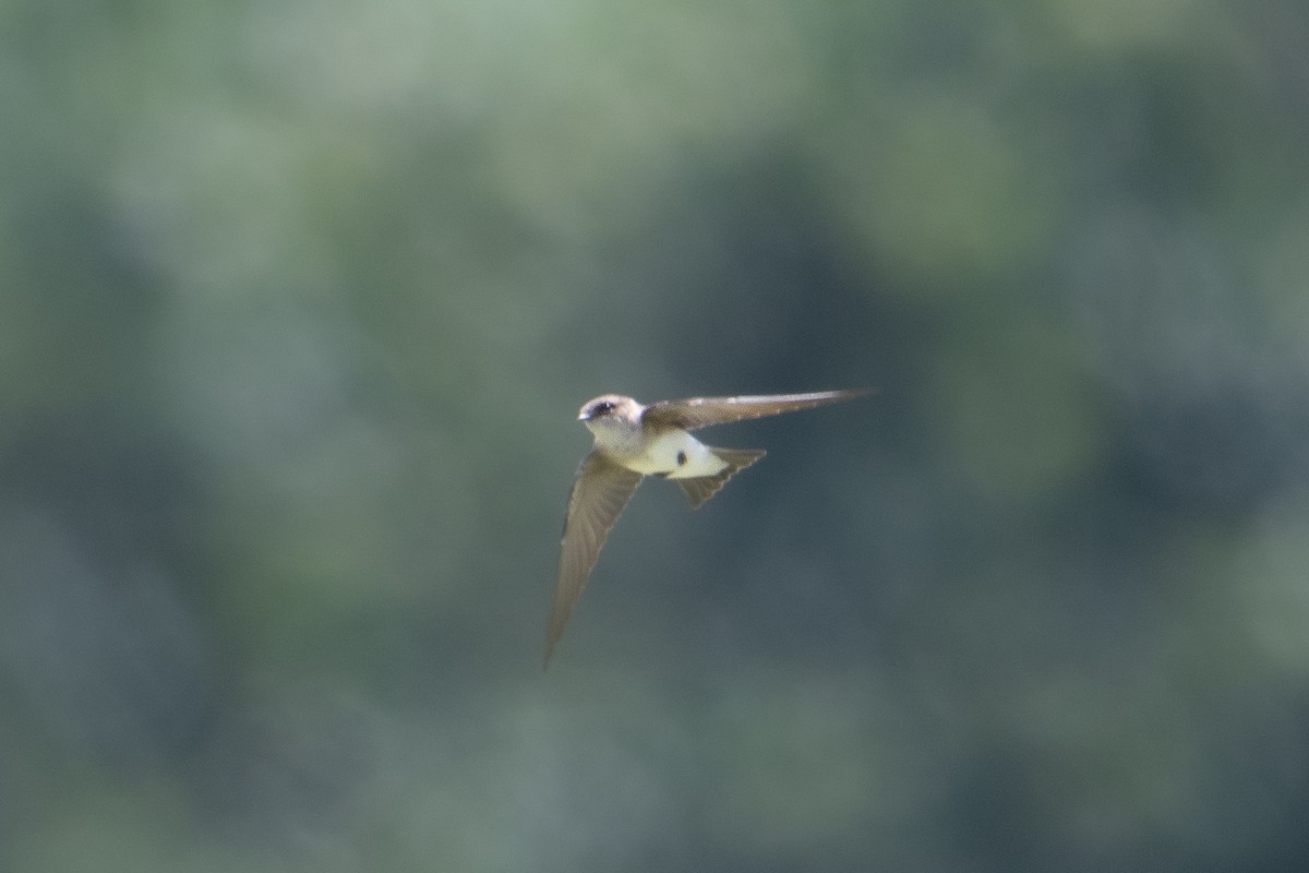 Gray-throated Martin - ML622121037