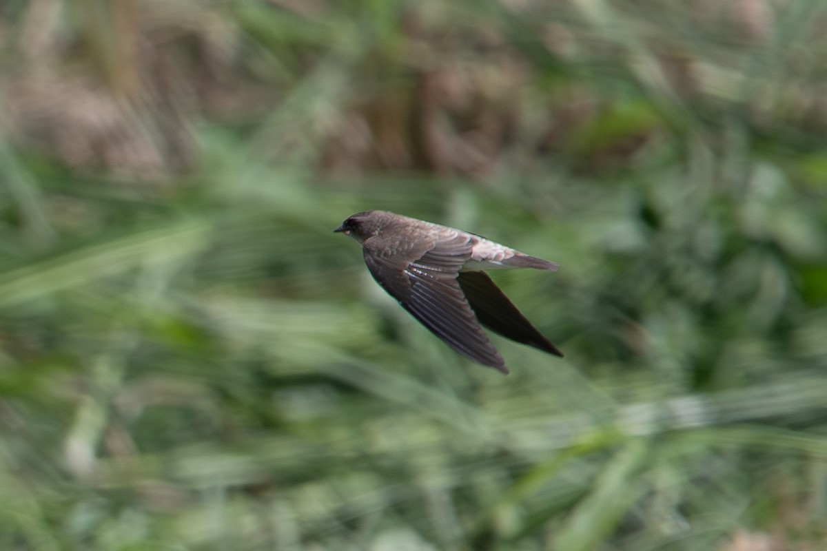 Gray-throated Martin - ML622121038