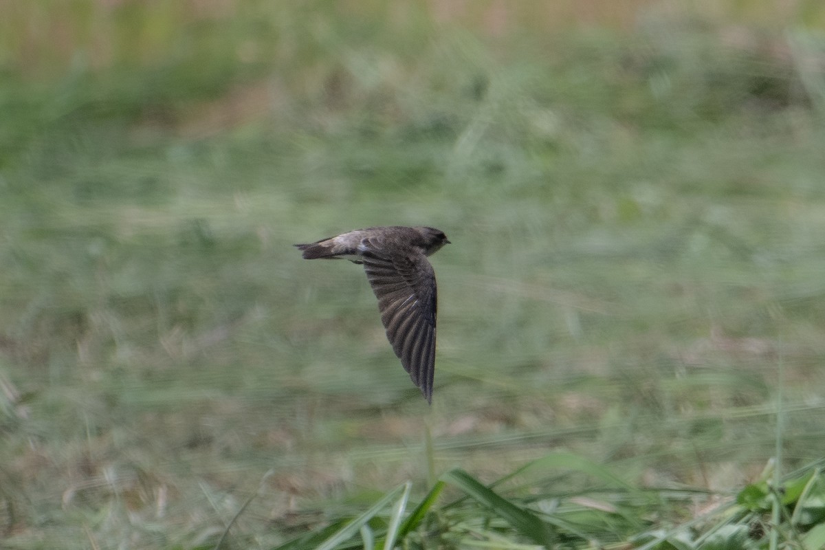 Gray-throated Martin - Morten Lisse