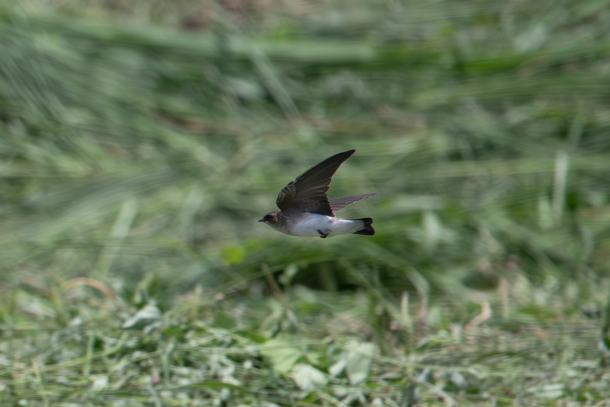 Gray-throated Martin - ML622121040