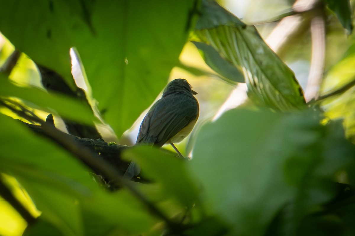 Mangrove Blue Flycatcher (Philippine) - ML622121041