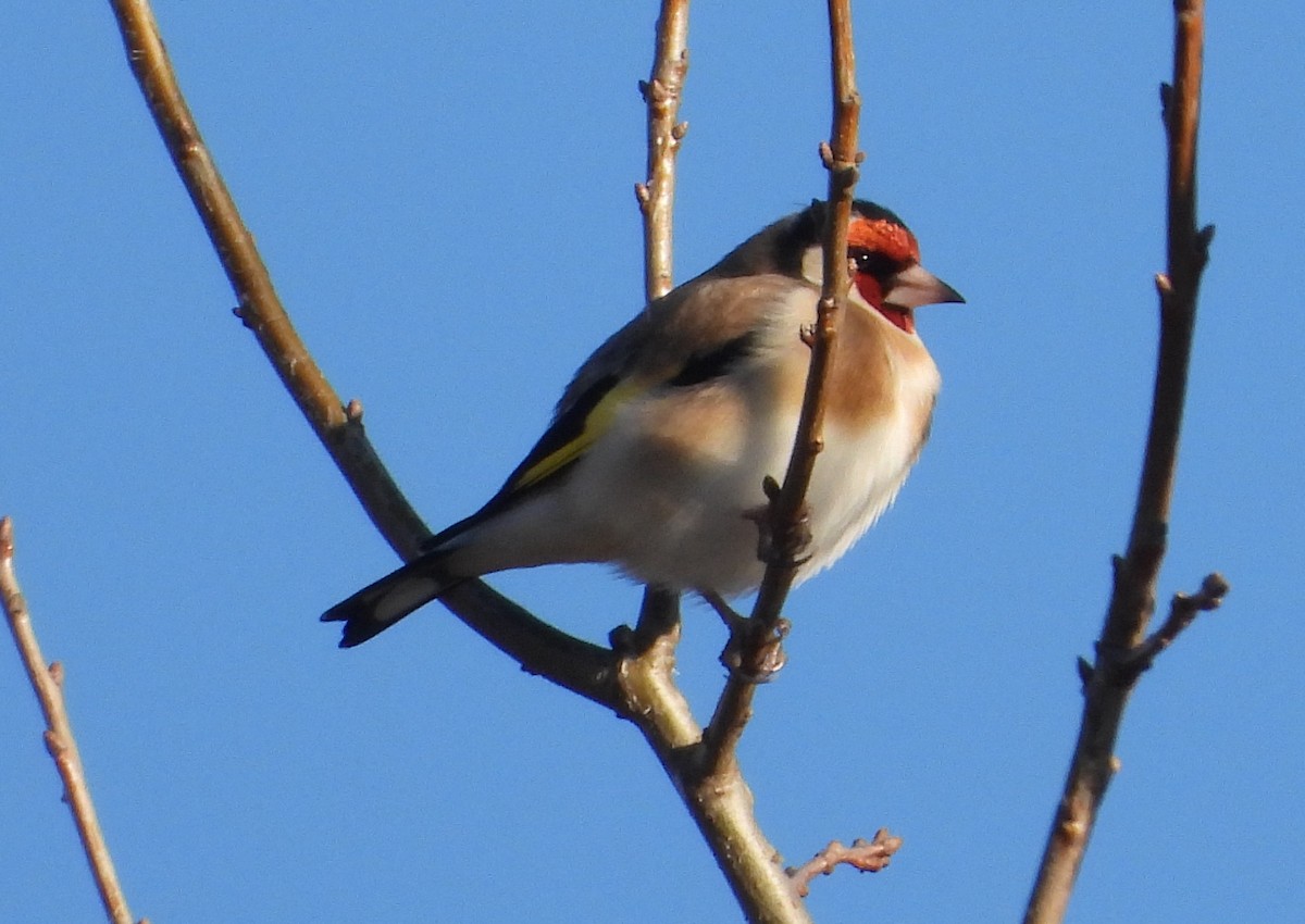 Chardonneret élégant - ML622121047