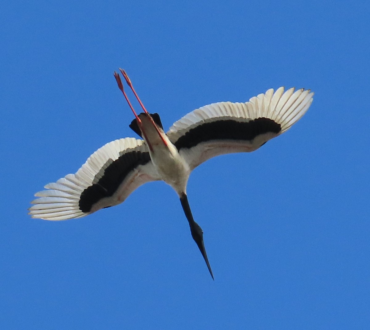 Jabiru d'Asie - ML622121051