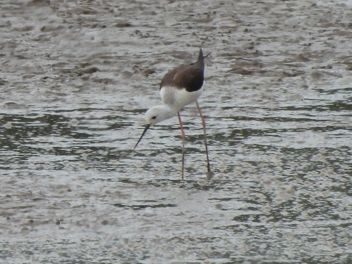 Black-winged Stilt - Tuck Hong Tang