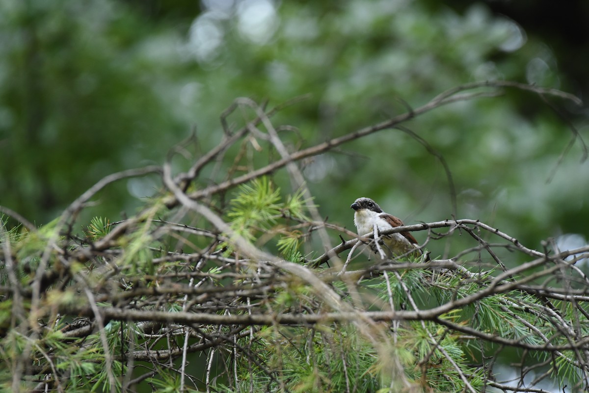 Tiger Shrike - Toby Ye