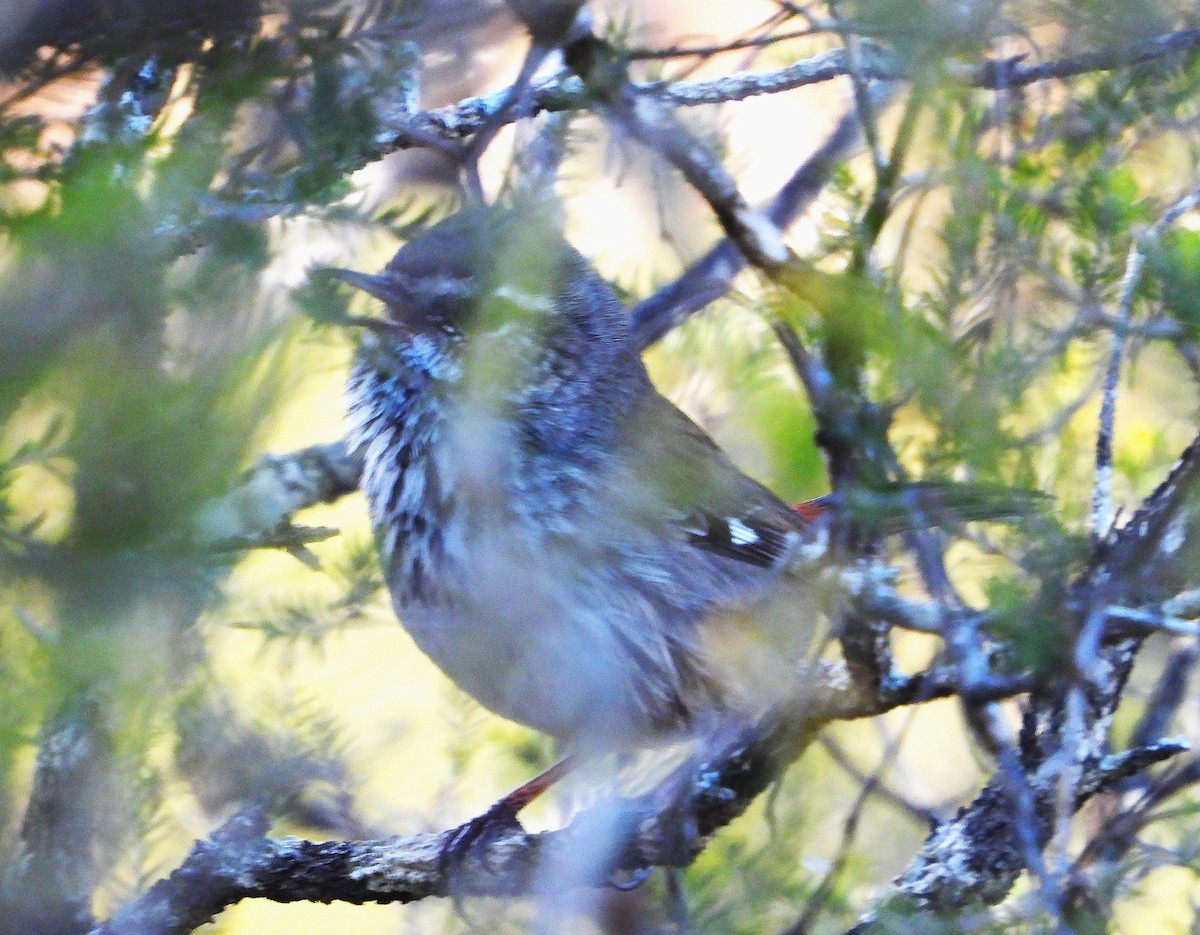 Shy Heathwren - ML622121092