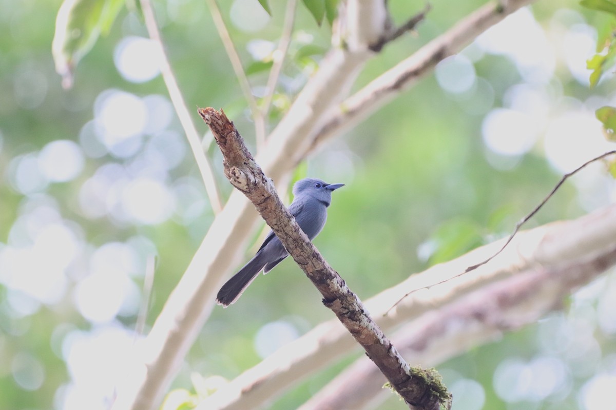 Blue Paradise-Flycatcher - Herman Viviers