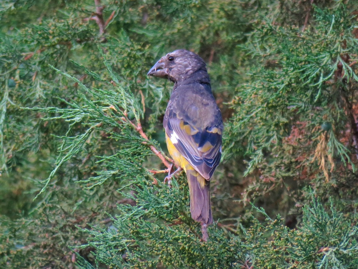 White-winged Grosbeak - ML622121098