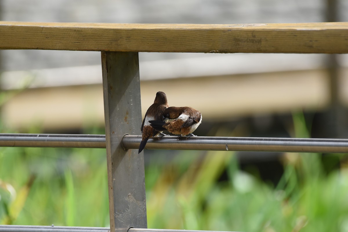 White-rumped Munia - ML622121100