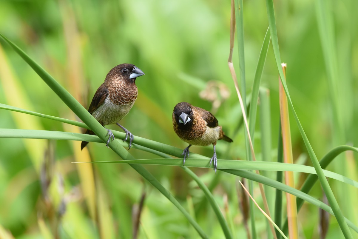 White-rumped Munia - ML622121101