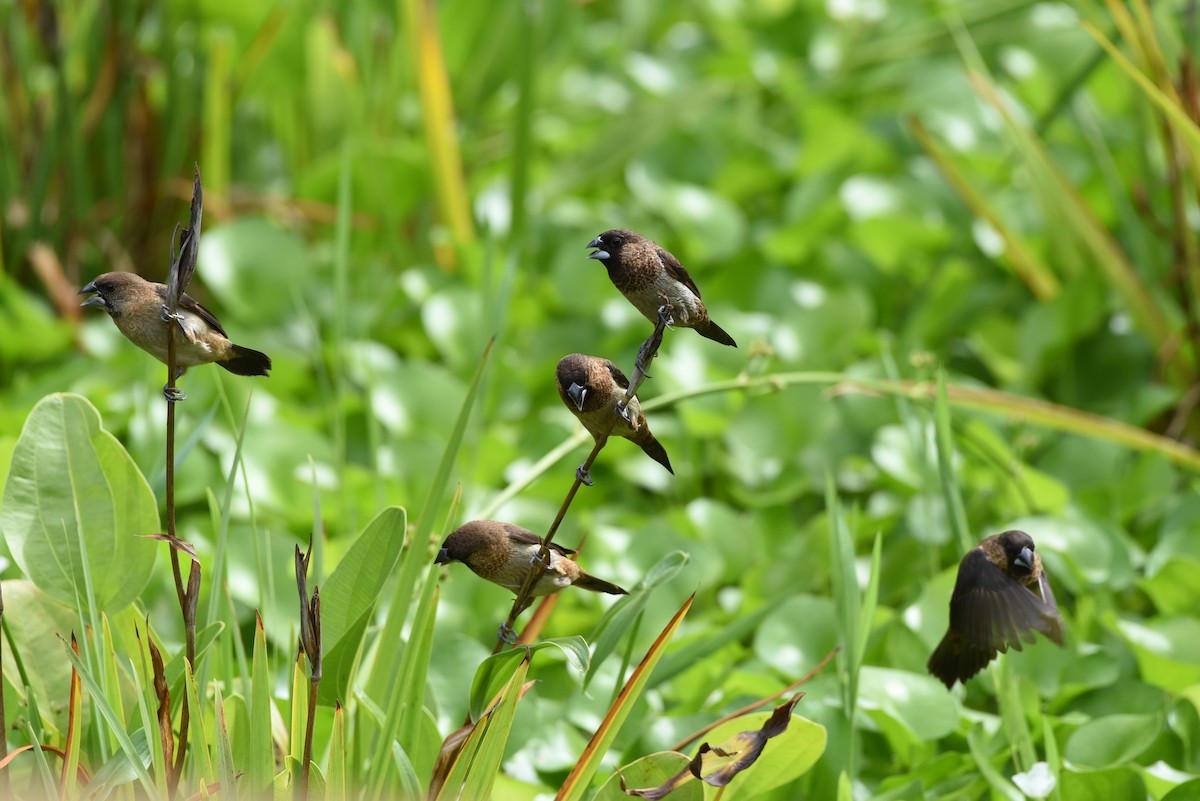 White-rumped Munia - ML622121102