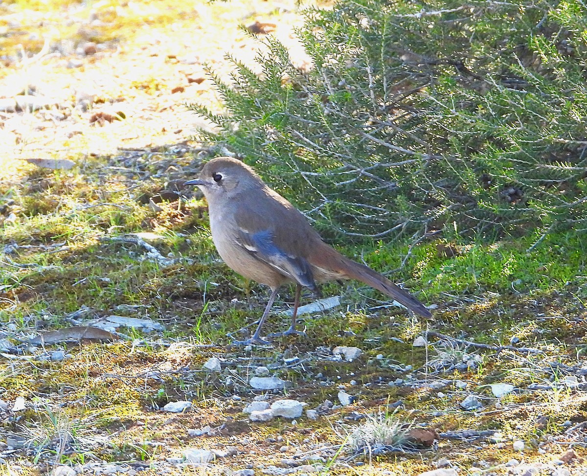 Southern Scrub-Robin - ML622121105