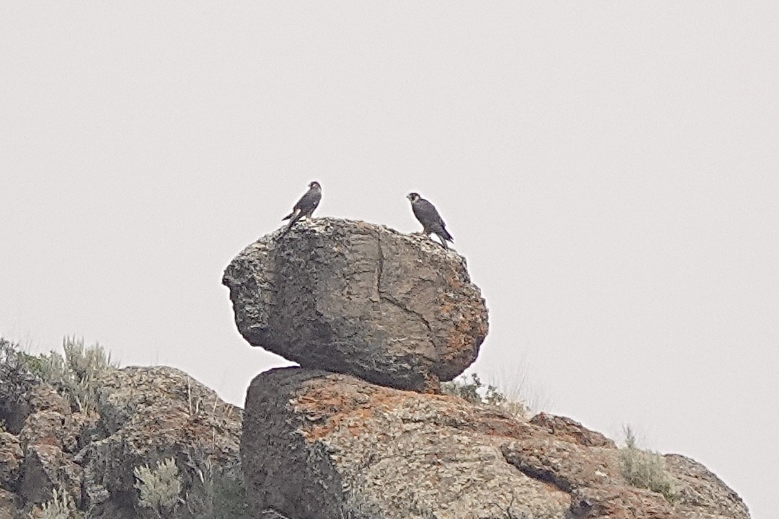 Peregrine Falcon - Chuck Holliday