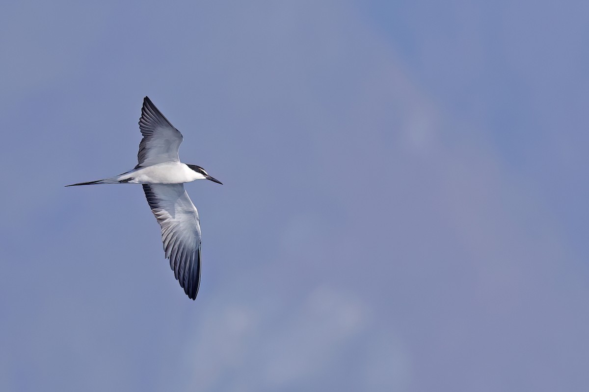 Bridled Tern - ML622121107