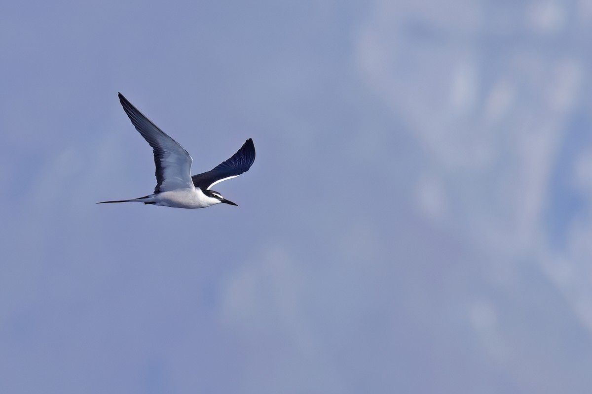 Bridled Tern - ML622121109