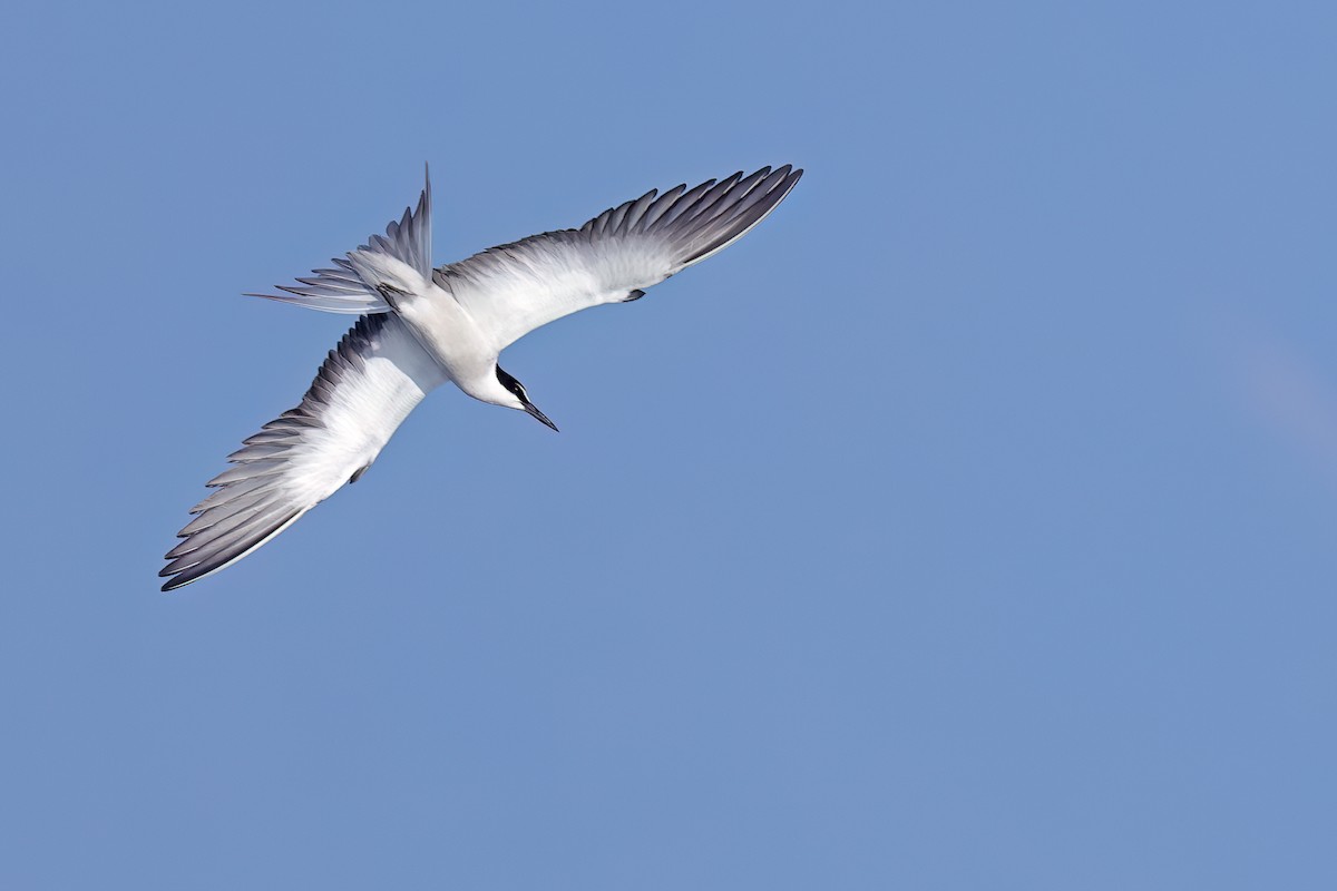 Bridled Tern - ML622121110