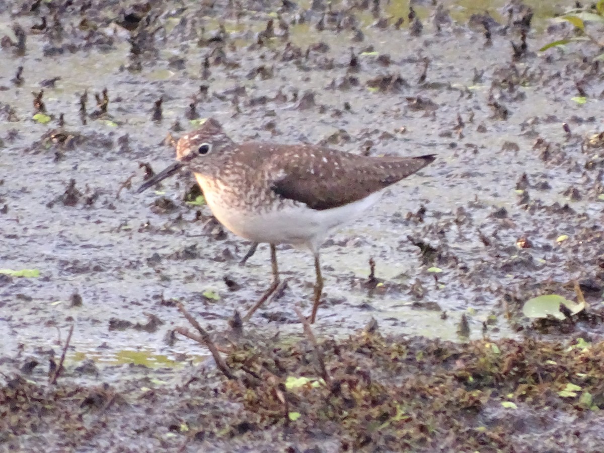 Solitary Sandpiper - ML622121112