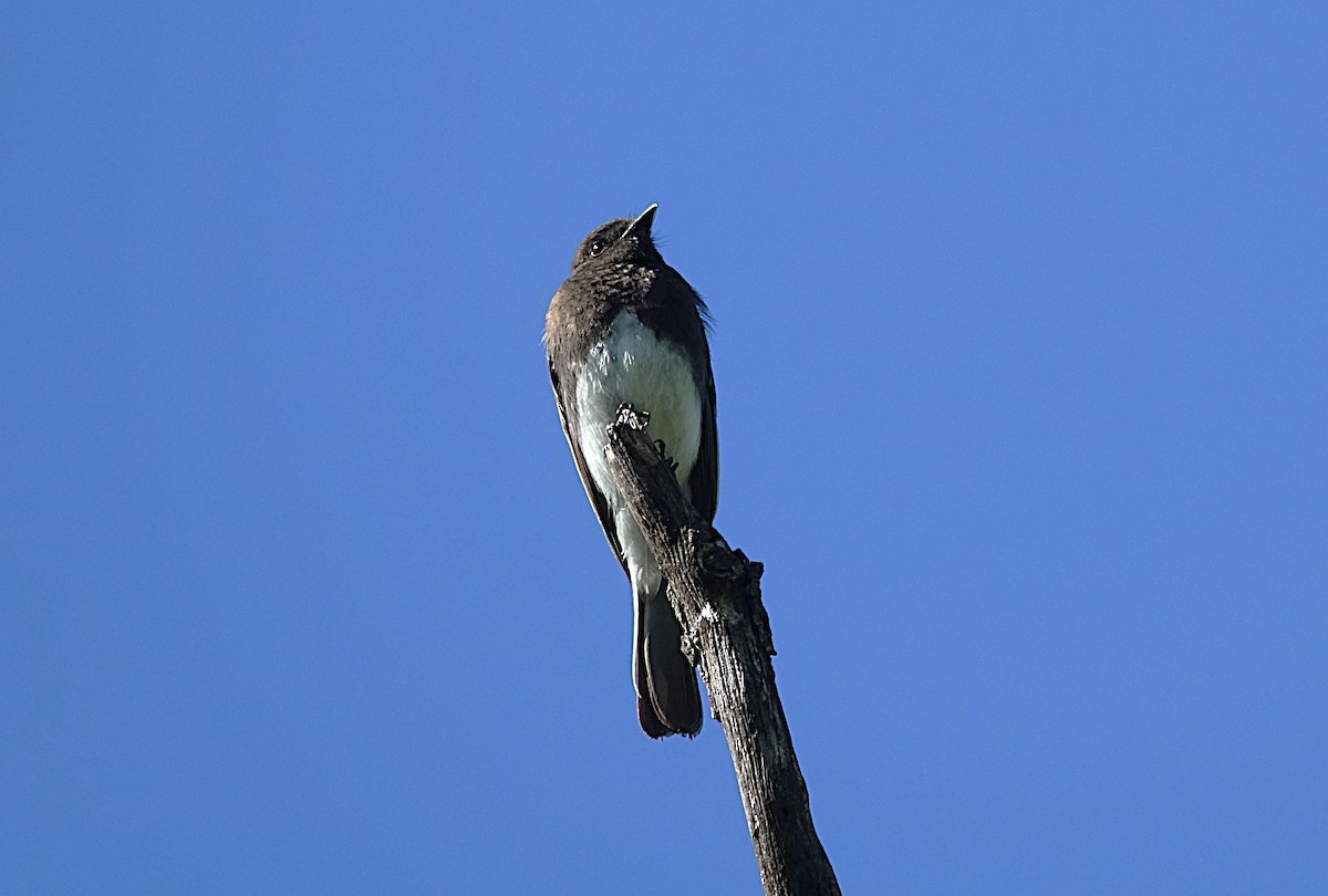 Black Phoebe - Edurne Ugarte