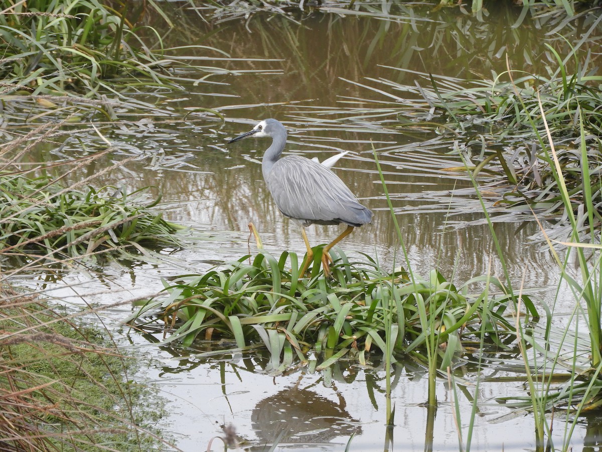 White-faced Heron - ML622121114