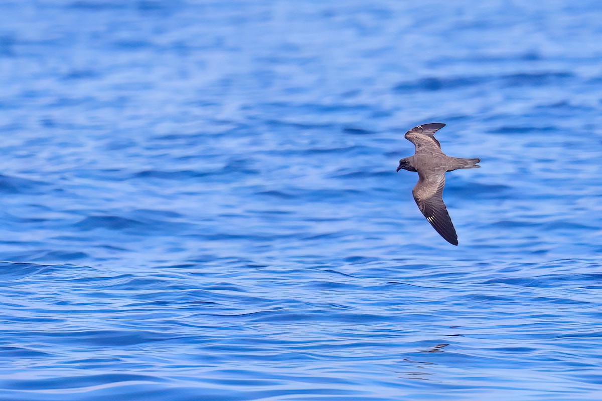 Swinhoe's Storm-Petrel - ML622121115