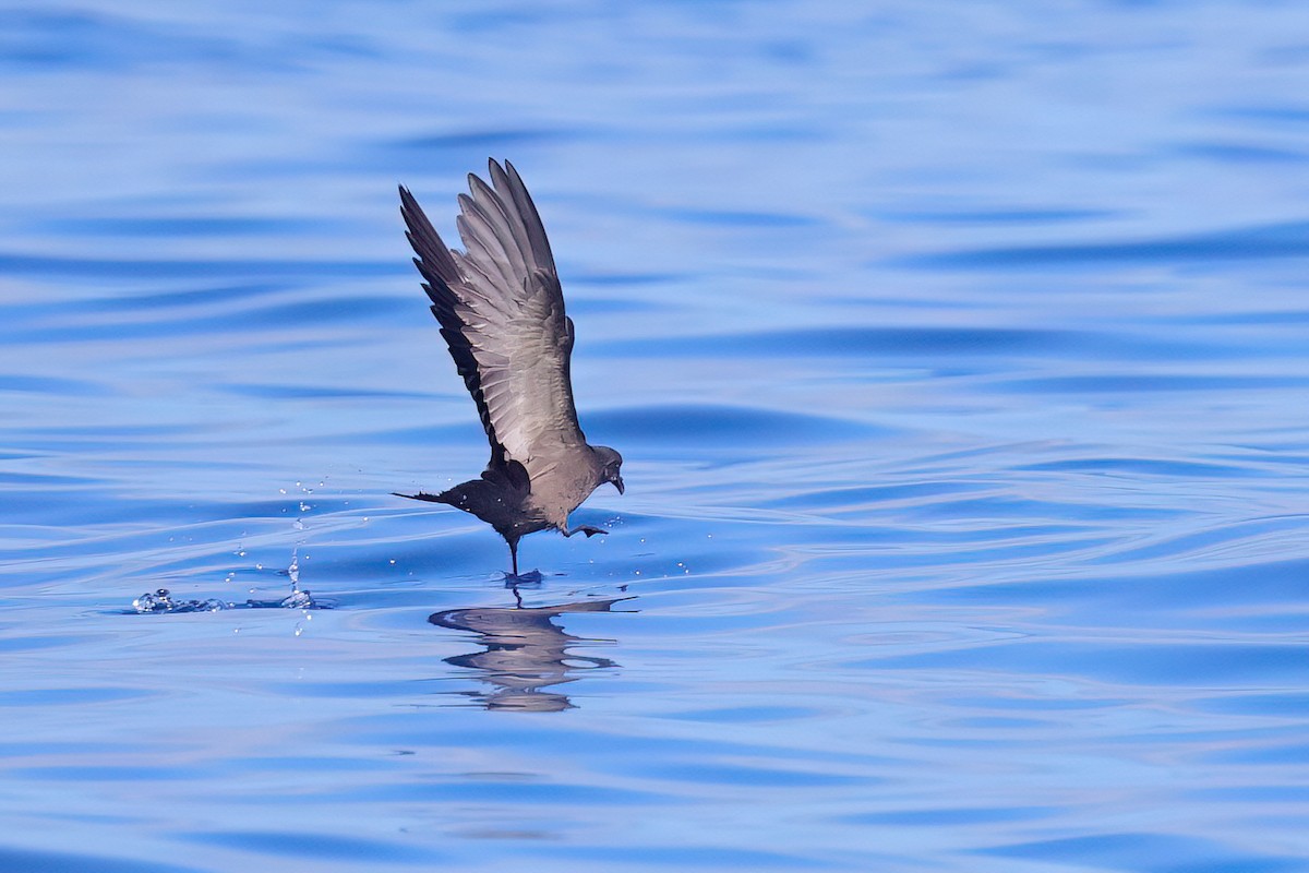 Swinhoe's Storm-Petrel - Fang-Shuo Hu