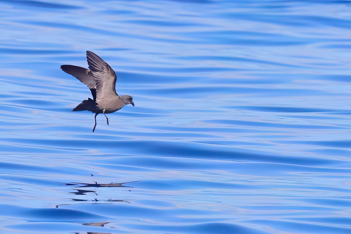 Swinhoe's Storm-Petrel - ML622121117