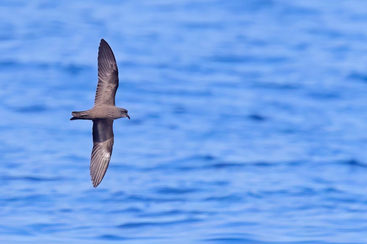 Swinhoe's Storm-Petrel - ML622121118