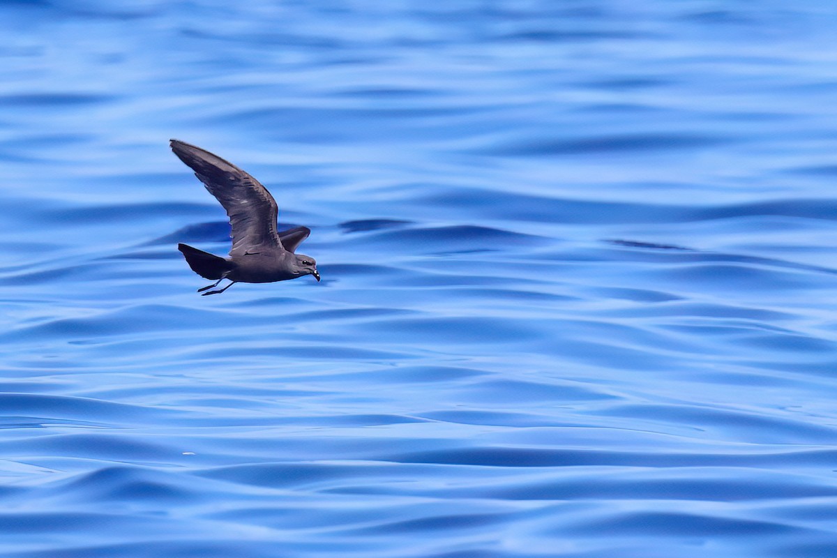 Swinhoe's Storm-Petrel - ML622121119