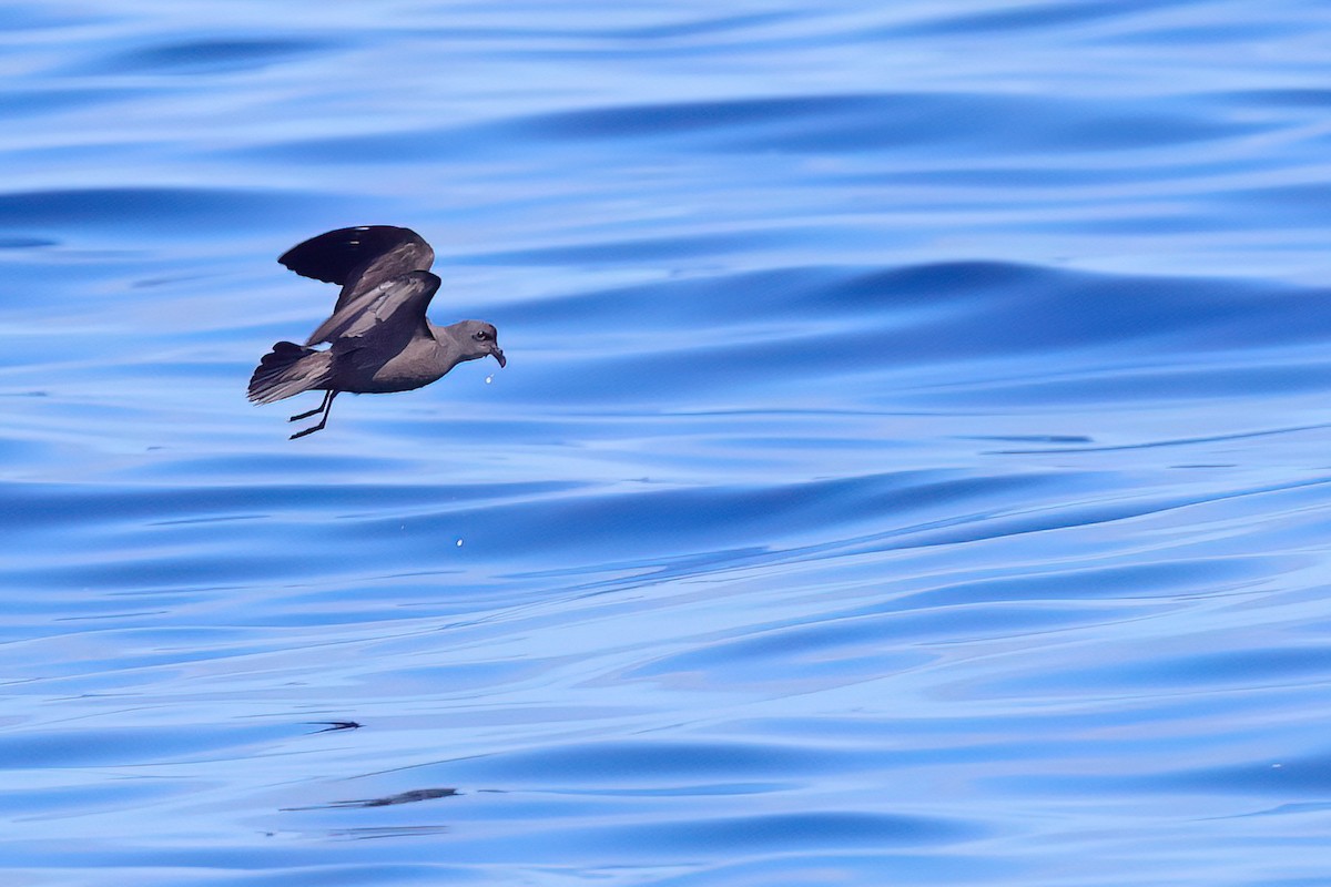 Swinhoe's Storm-Petrel - ML622121120