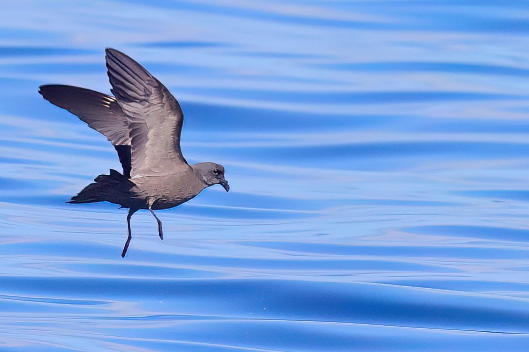 Swinhoe's Storm-Petrel - ML622121121