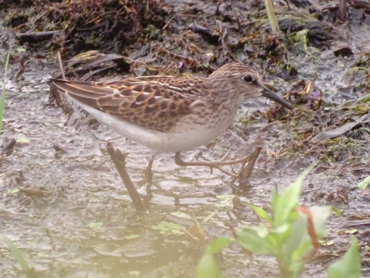 Least Sandpiper - Susan Kirchhausen