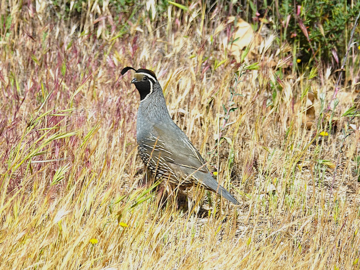 California Quail - ML622121123