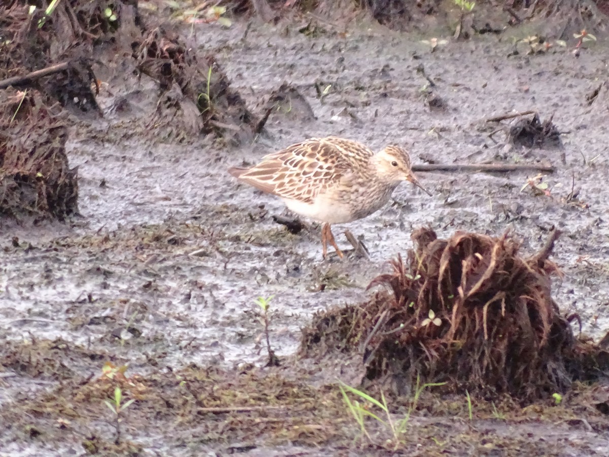 Pectoral Sandpiper - ML622121124