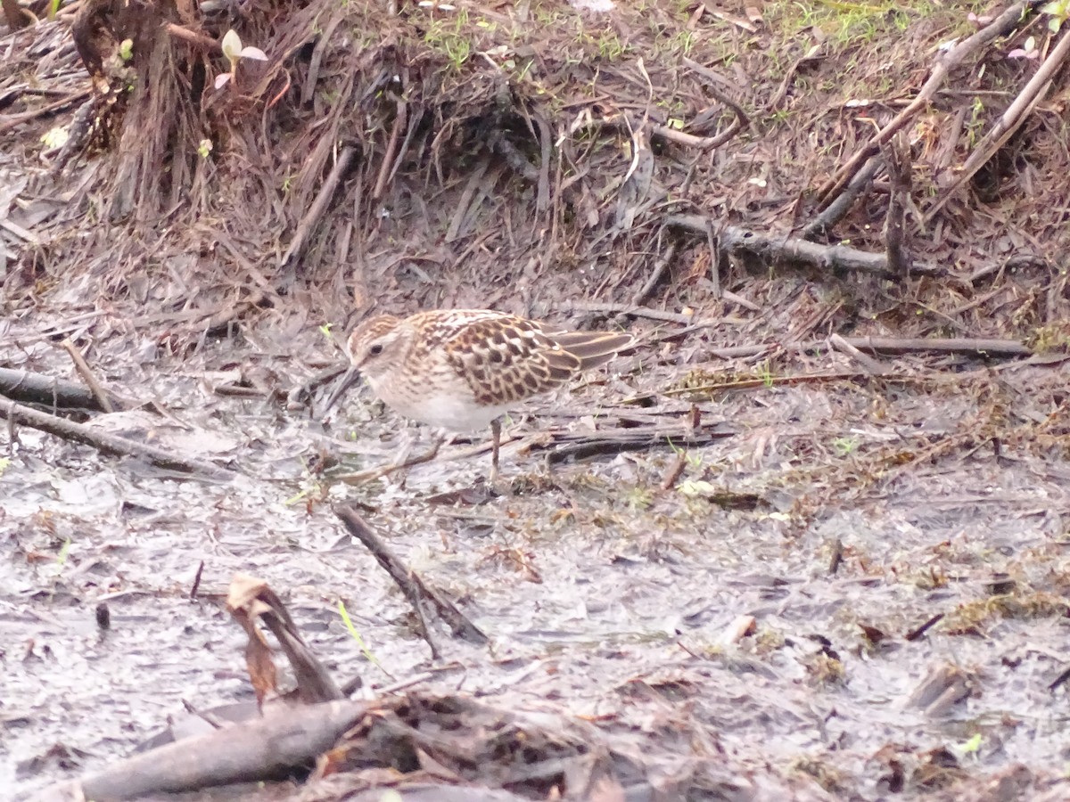 Pectoral Sandpiper - ML622121125