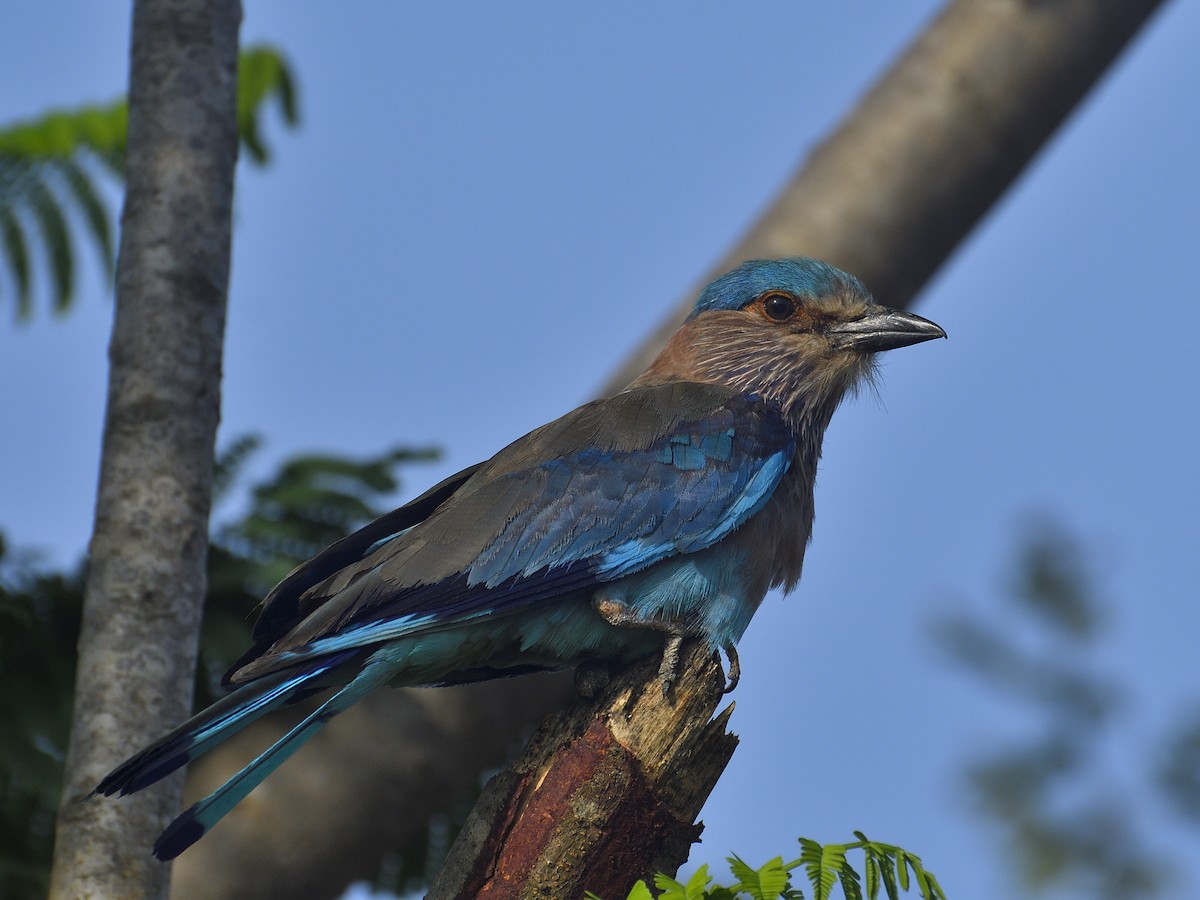 Indian Roller - ML622121126