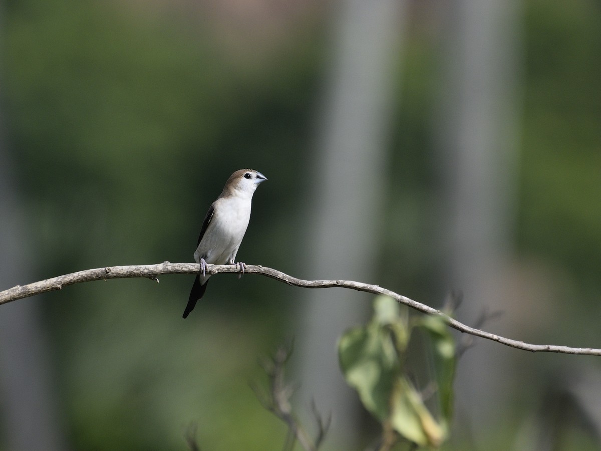 白喉文鳥 - ML622121128