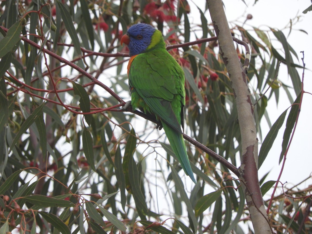 Rainbow Lorikeet - ML622121129