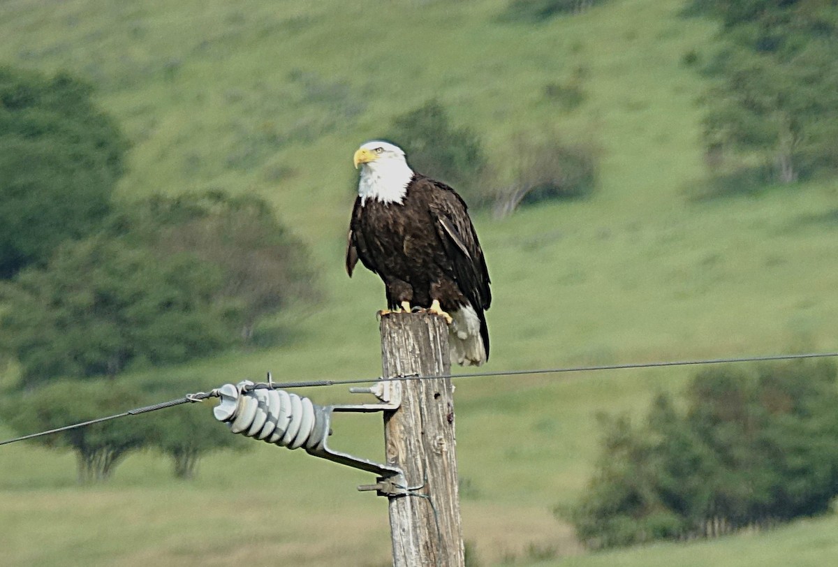 Bald Eagle - Edurne Ugarte