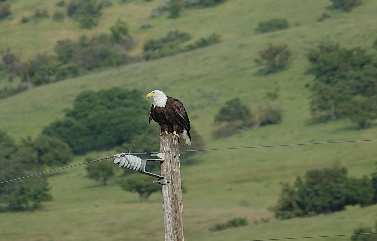 Weißkopf-Seeadler - ML622121138