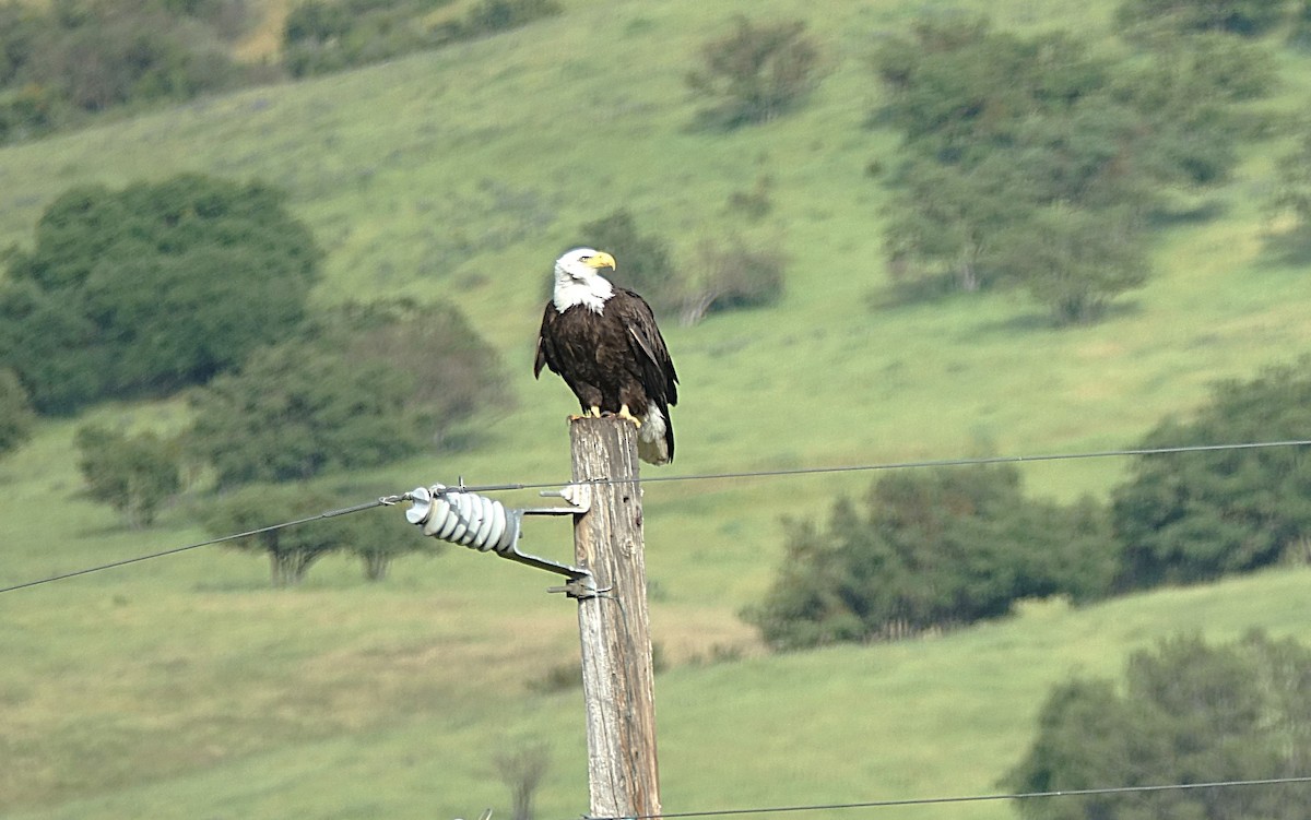 Weißkopf-Seeadler - ML622121139