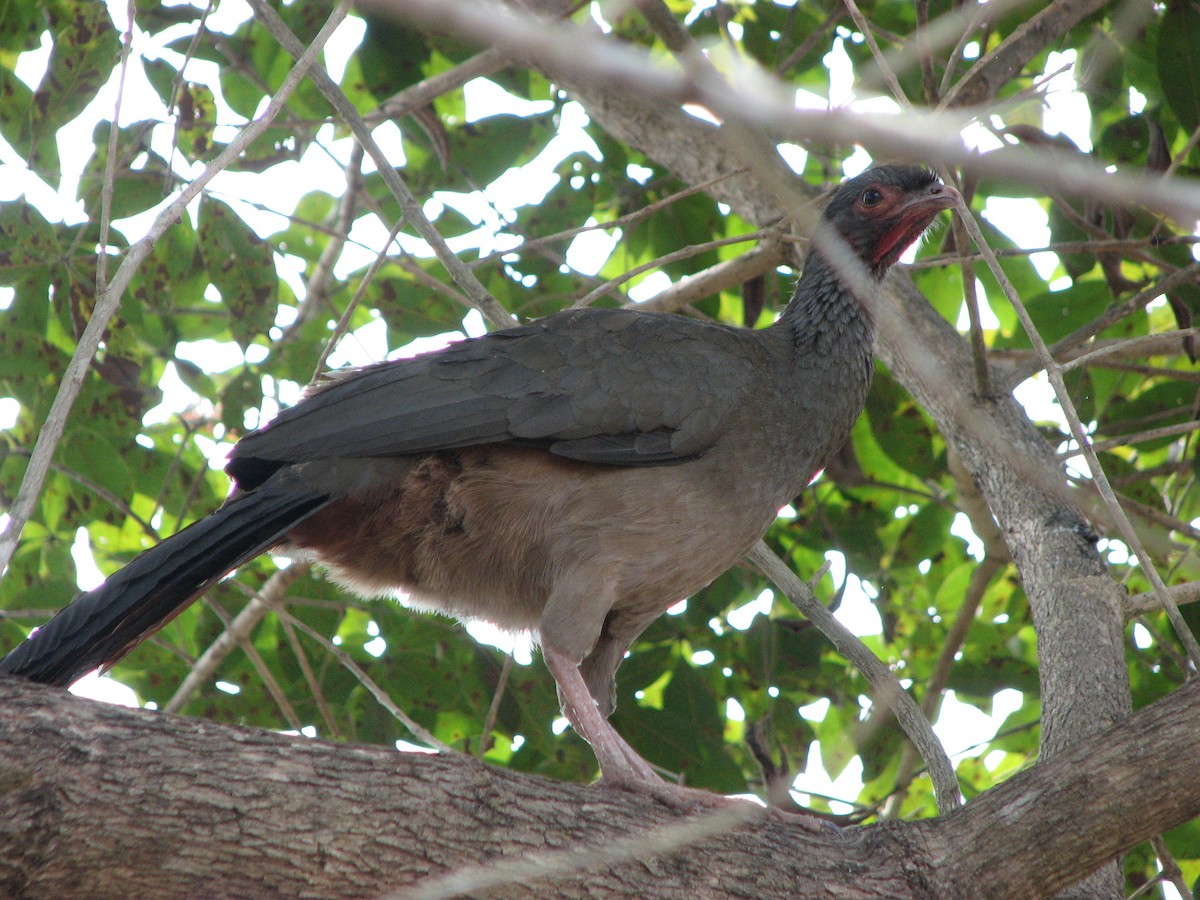 Chaco Chachalaca - Susan Jones