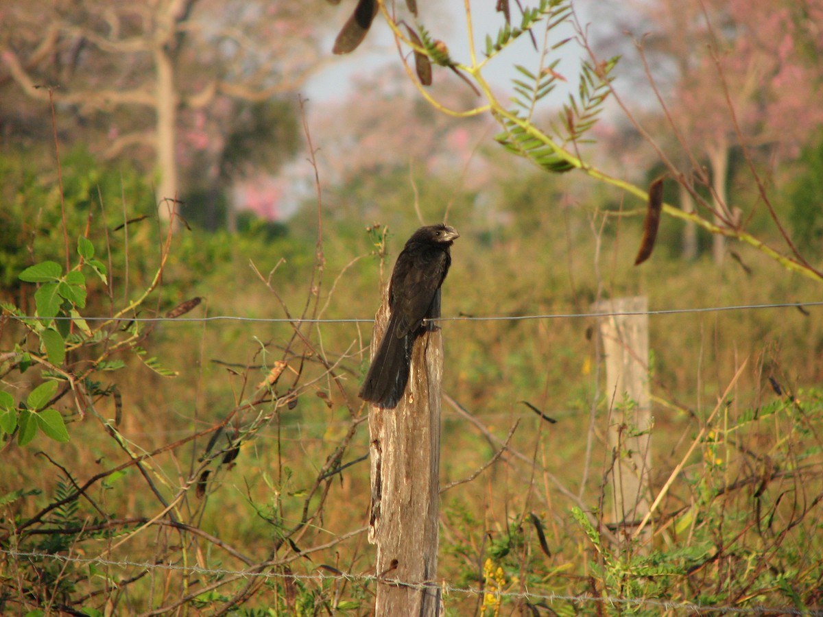 Smooth-billed Ani - ML622121147