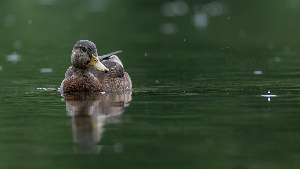 Mallard - Wojciech Bielski