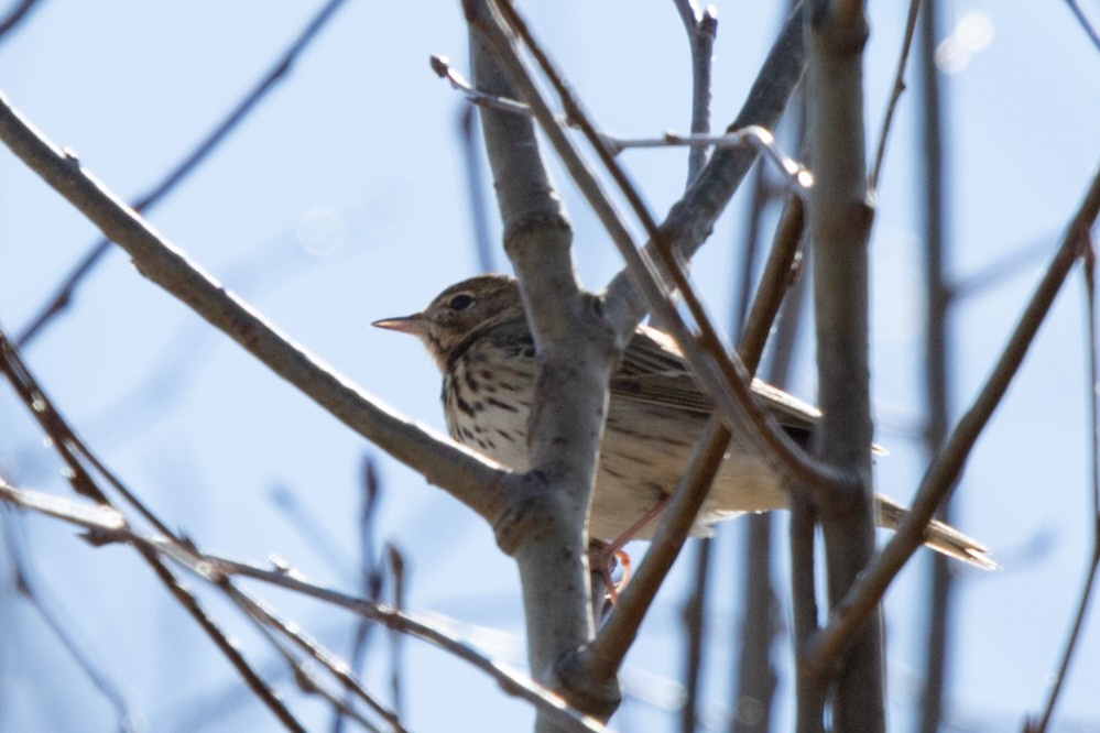 Tree Pipit - Marina Koroleva