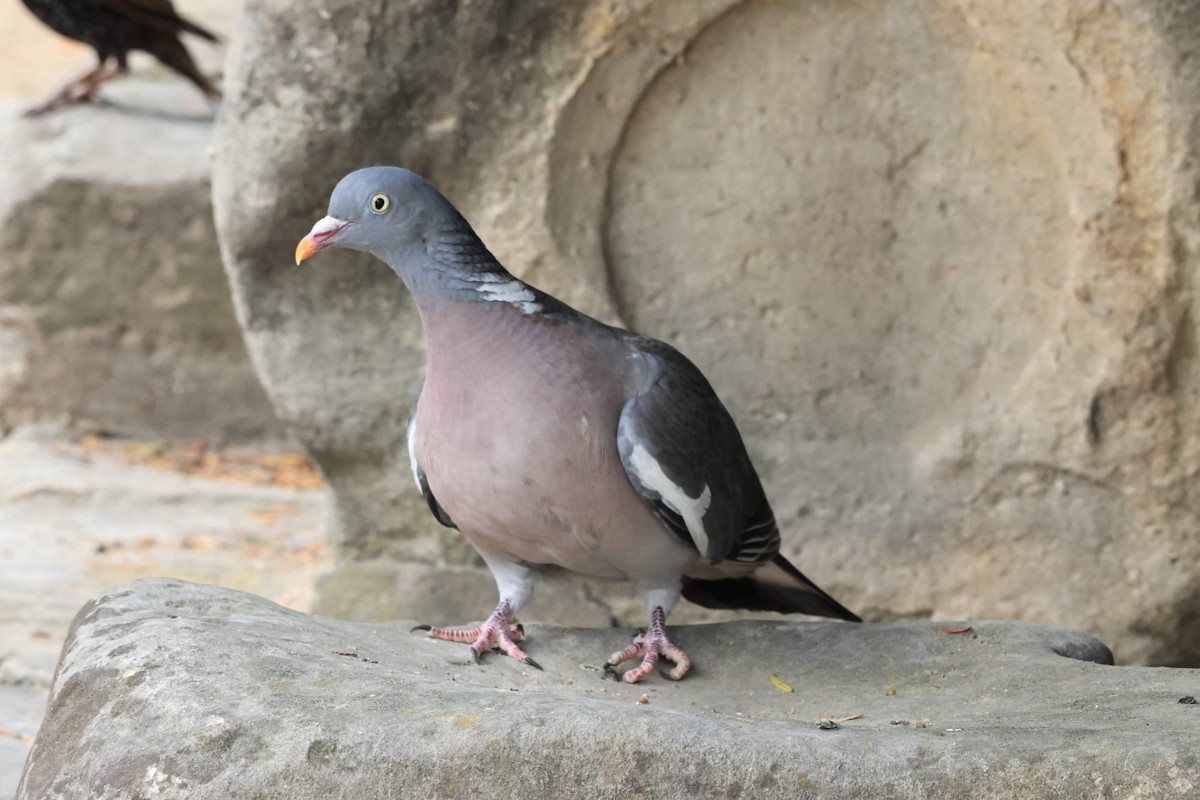 Common Wood-Pigeon - Otha Savage