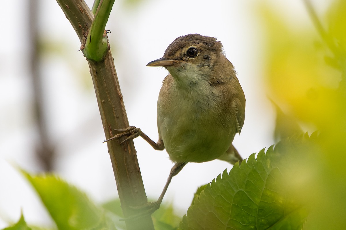 Common Reed Warbler - ML622121200